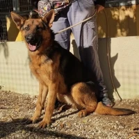 Adopta a Remy