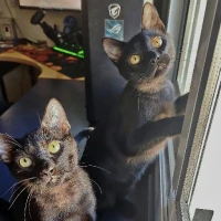 Adopta a Gotham Y Arkahm