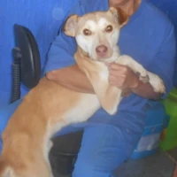 Adopta a Santi