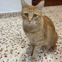 Adopta a Kobu