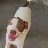 Adopta a Mojito