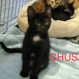 Adopta a Chusa