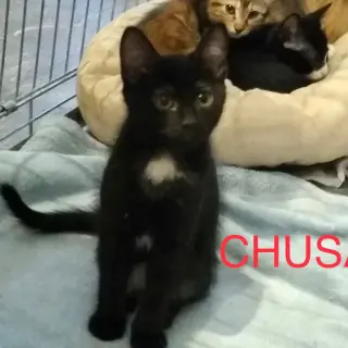 Chusa