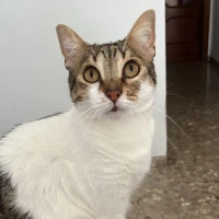 Adopta a Eneko
