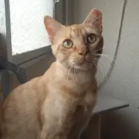 Adopta a Edmond