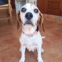 Adopta a Jaika