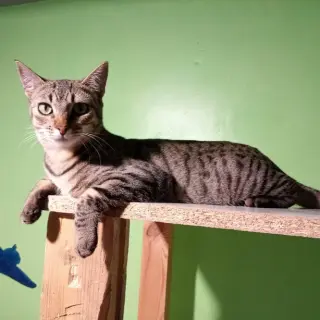 Frida