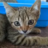 Adopta a Nina