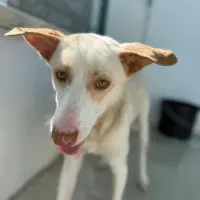 Adopta a Marcos, Tlf 645978718