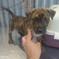 Adopta a Nusko