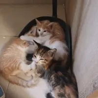 Adopta a Gatitos