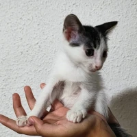 Adopta a Milan