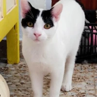 Adopta a Beéle