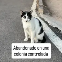 Adopta a Blanco