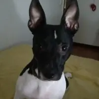 Adopta a Bimba
