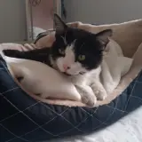 Adopta a Oreo Mo