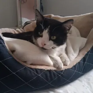 Oreo Mo
