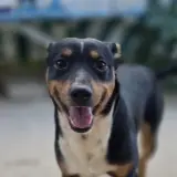 Adopta a Buddy