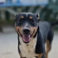 Adopta a Buddy