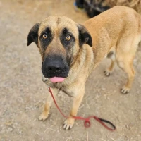Adopta a Panda