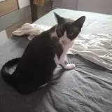 Adopta a Siro