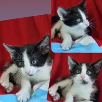 Adopta a Carrasco