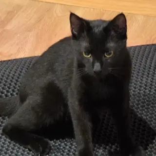 Ryo