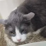 Adopta a Toñi
