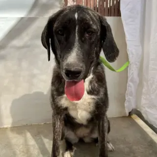 Chloe