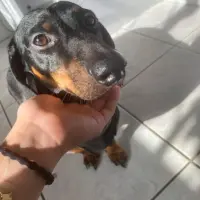 Perros en adopción en Costa Rica • ¿Quieres adoptar un perro en Costa ...