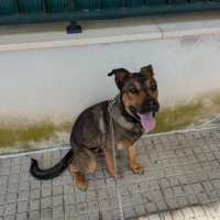 Adopta a Raicu