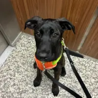 Adopta a Max