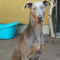 Adopta a Qbert