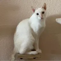 Adopta a Edwin