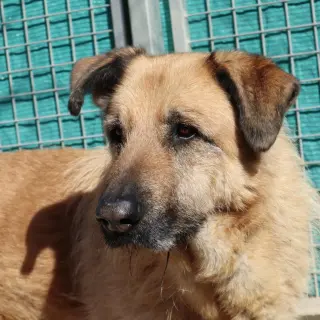 Rufo