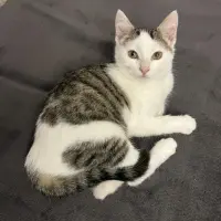 Adopta a Mili