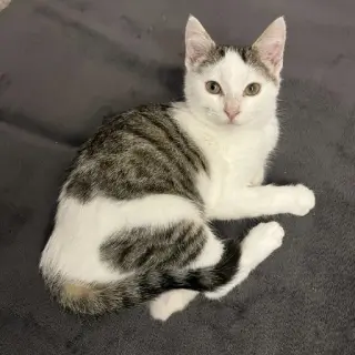 Mili