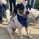 Adopta a Amaia