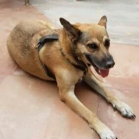 Adopta a Loba