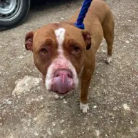 Adopta a Dasha