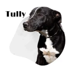 Adopta a Tully