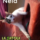 Adopta a Nela