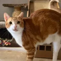 Adopta a Bollito (Solo Tiene 3 Patas)