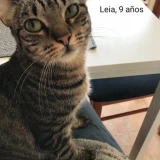 Adopta a Leia