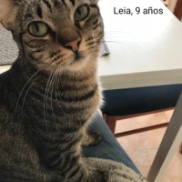 Adopta a Leia