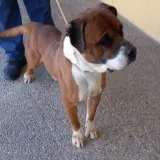Adopta a Larry