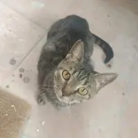 Adopta a Moka