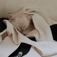 Adopta a Nieve