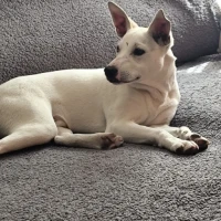 Adopta a Pepote