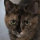 Adopta a Lina